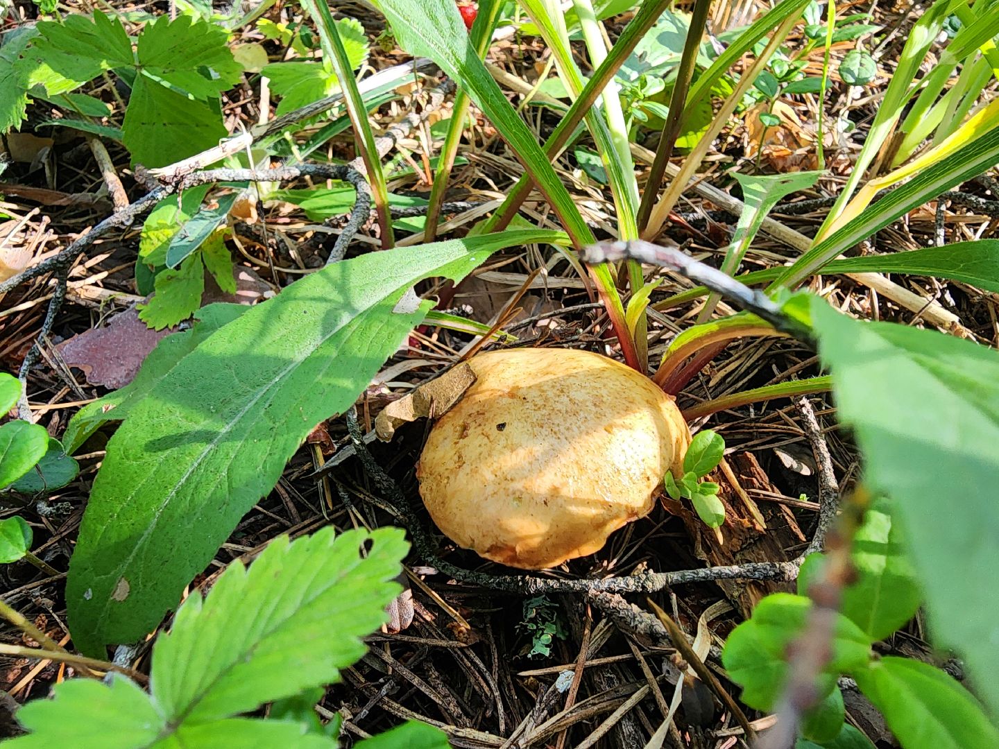 сезон земляники, шатура, леса шатуры, природа шатуры, земляника,