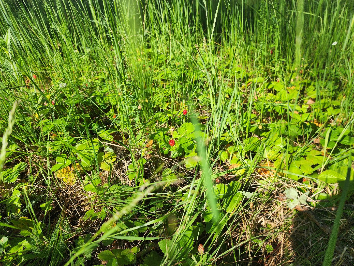 сезон земляники, шатура, леса шатуры, природа шатуры, земляника,