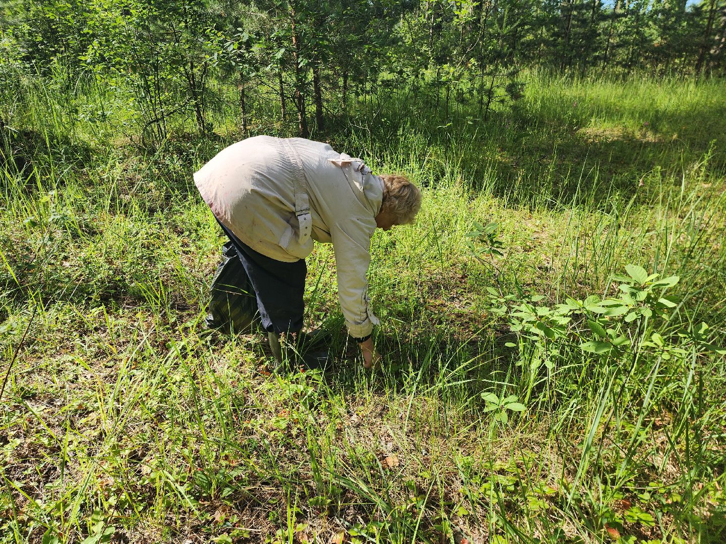 сезон земляники, шатура, леса шатуры, природа шатуры, земляника,