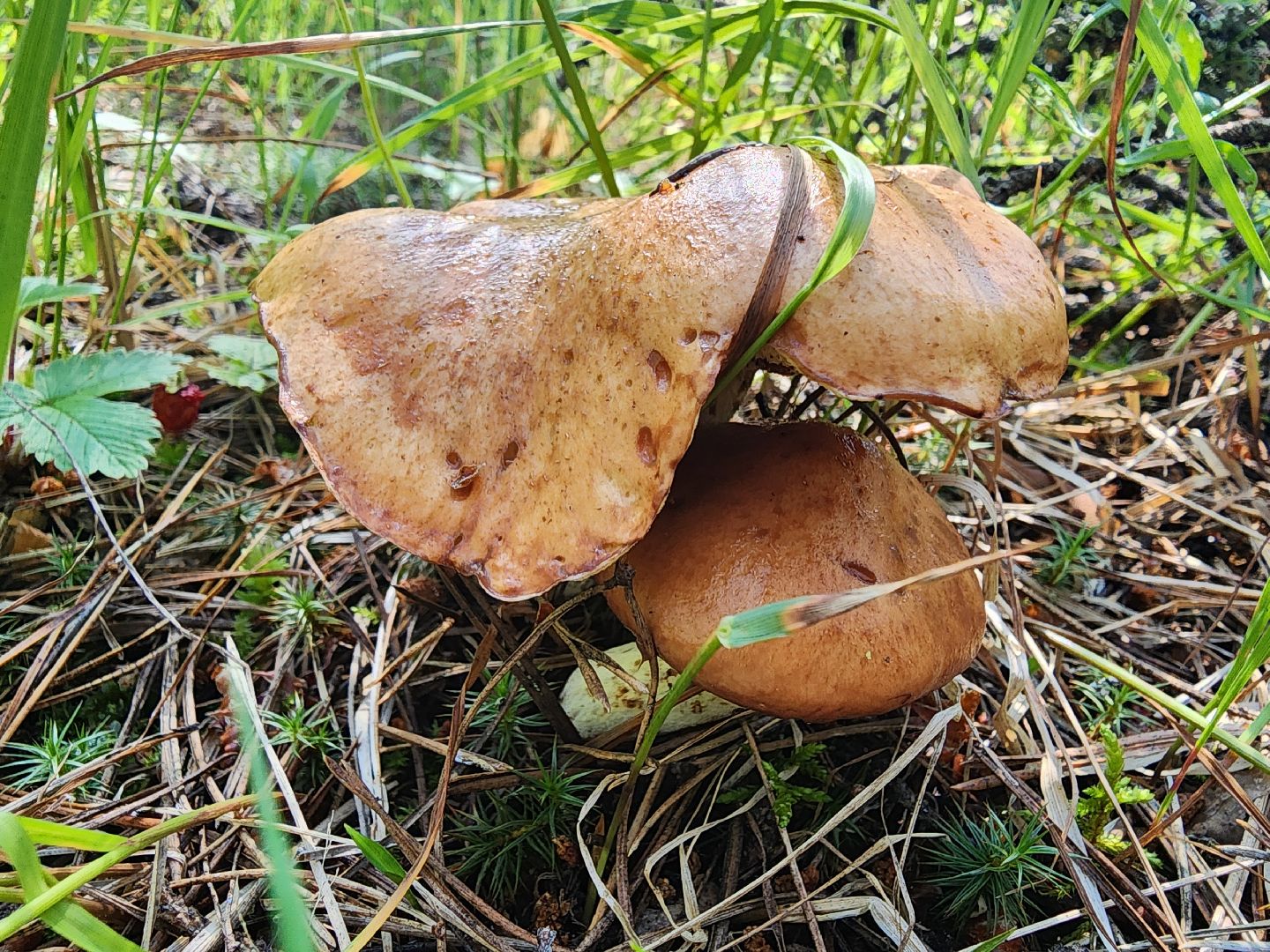 сезон земляники, шатура, леса шатуры, природа шатуры, земляника,