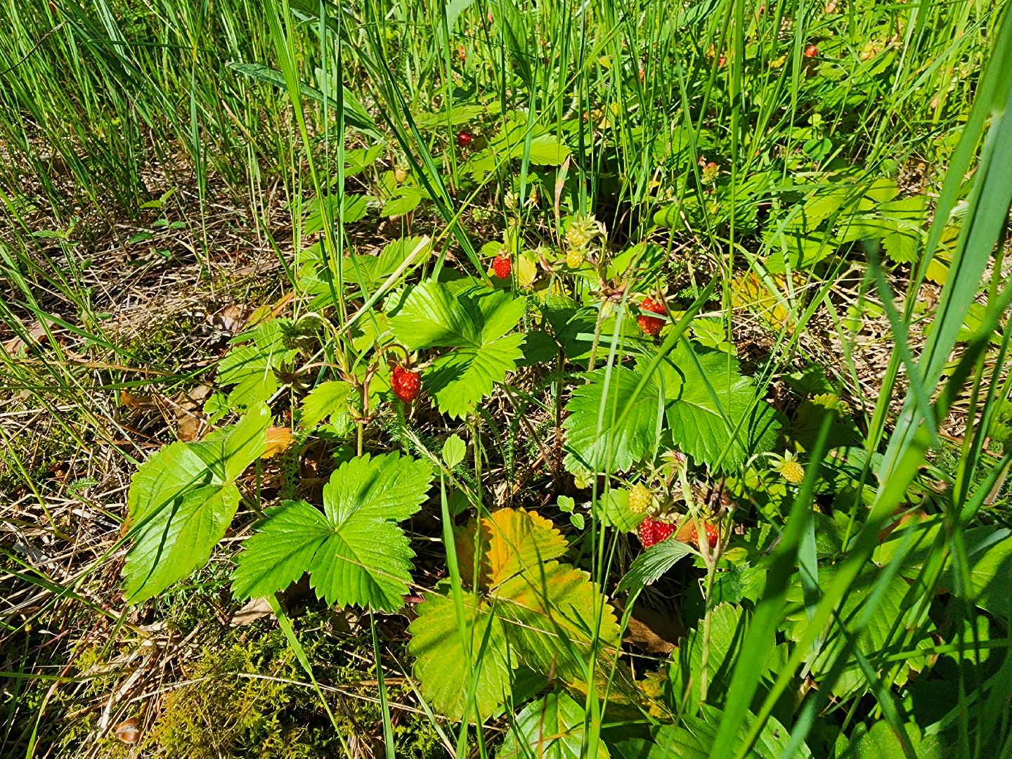 сезон земляники, шатура, леса шатуры, природа шатуры, земляника,