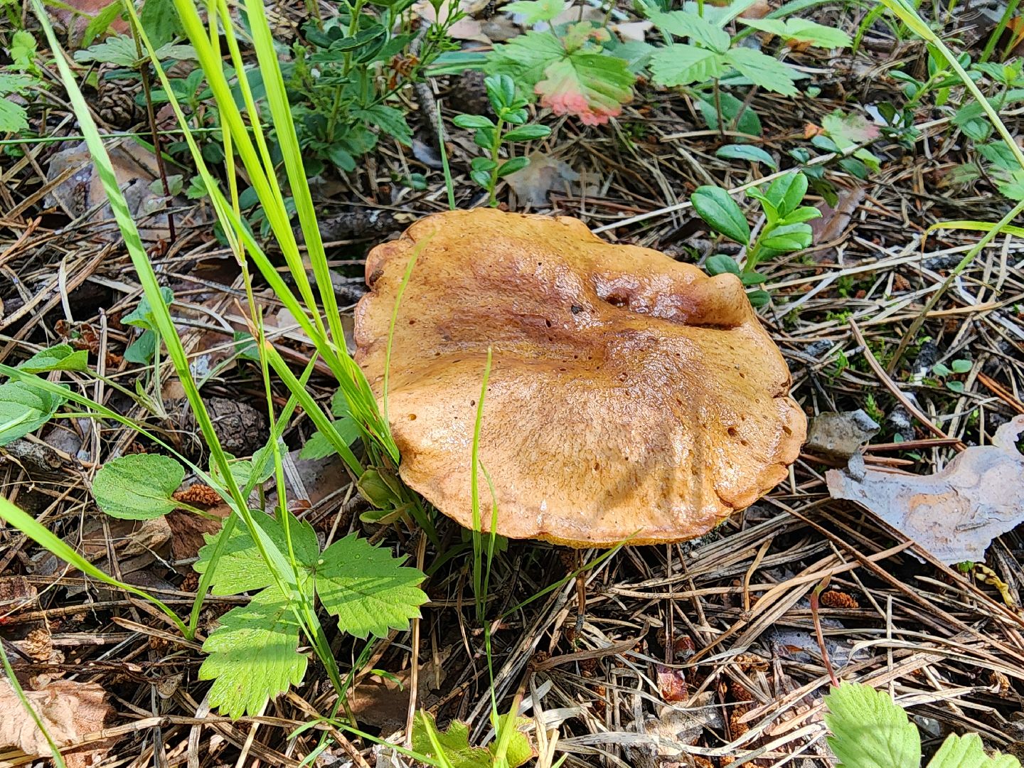 сезон земляники, шатура, леса шатуры, природа шатуры, земляника,