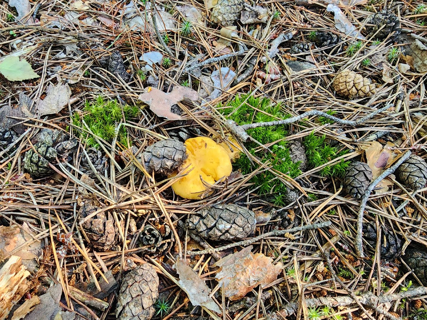 сезон земляники, шатура, леса шатуры, природа шатуры, земляника,