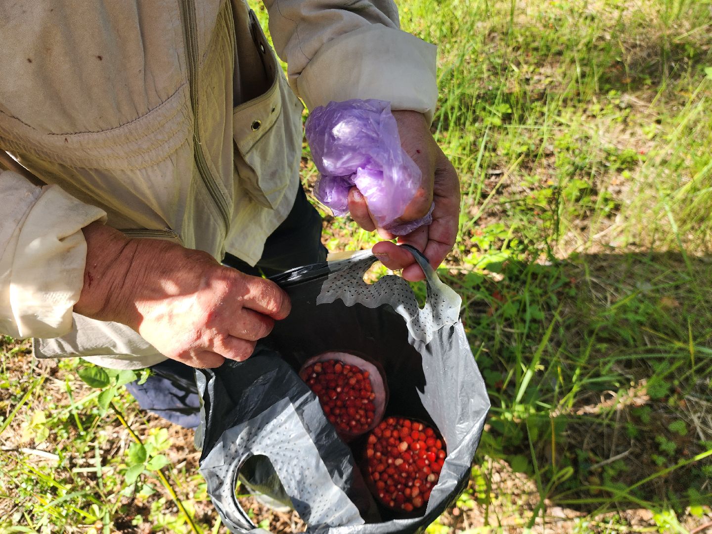 сезон земляники, шатура, леса шатуры, природа шатуры, земляника,