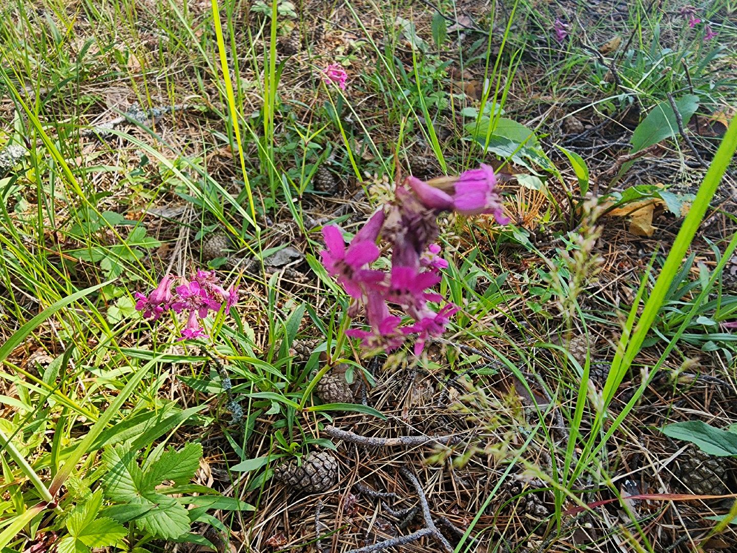 сезон земляники, шатура, леса шатуры, природа шатуры, земляника,