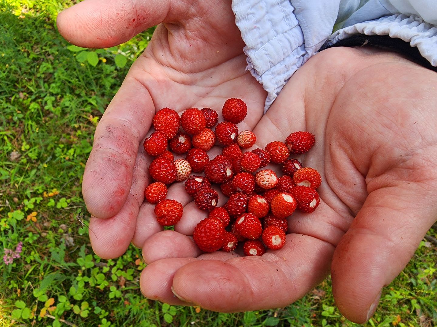 сезон земляники, шатура, леса шатуры, природа шатуры, земляника,