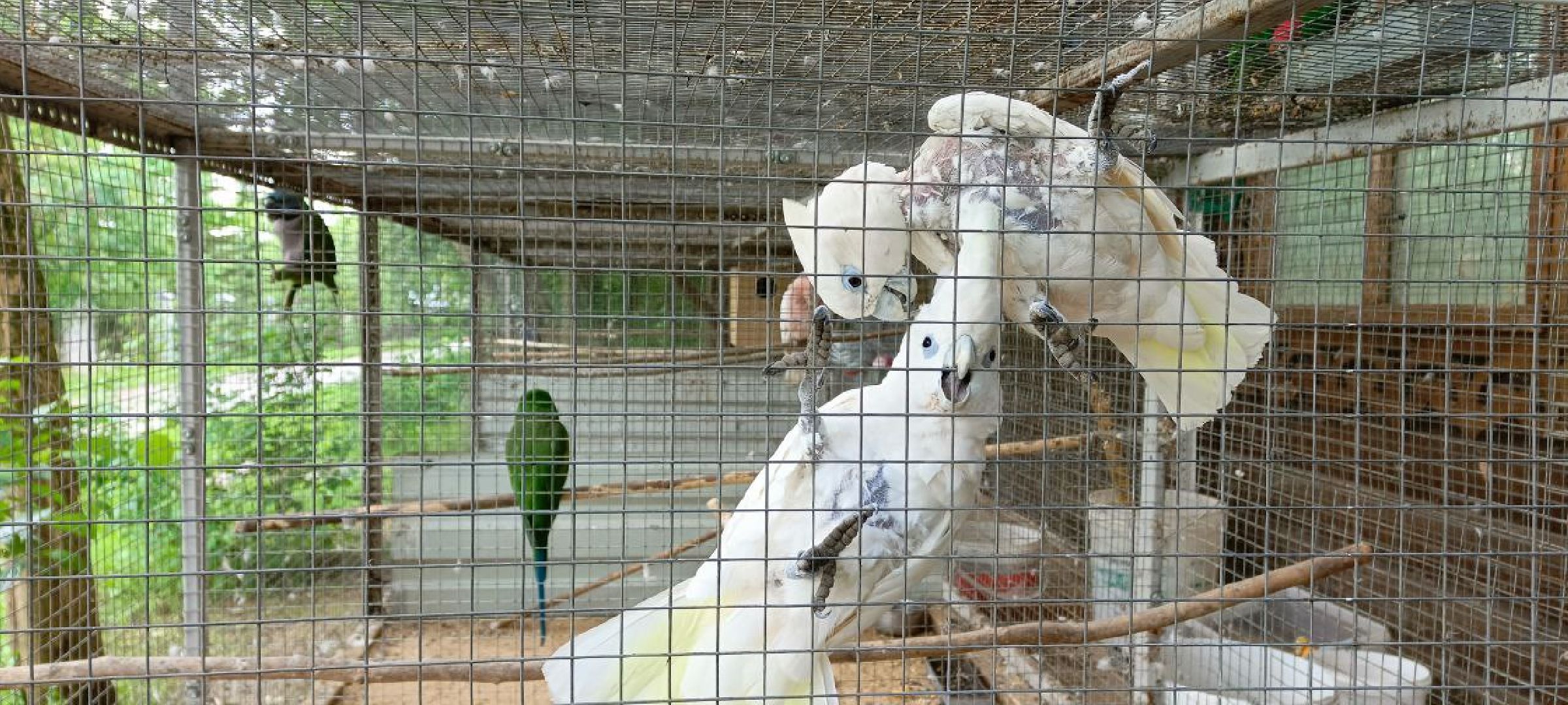 Дмитров, Центр реабилитации животных,