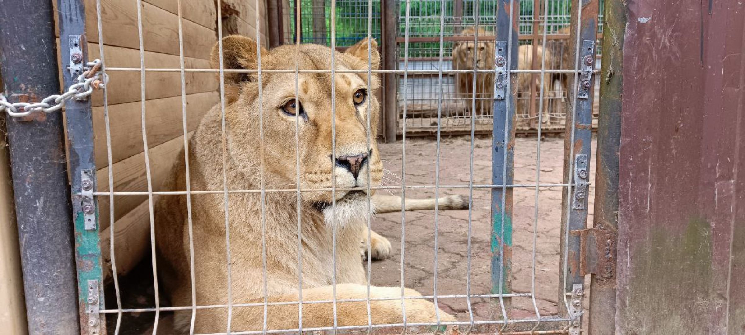 Дмитров, Центр реабилитации животных,