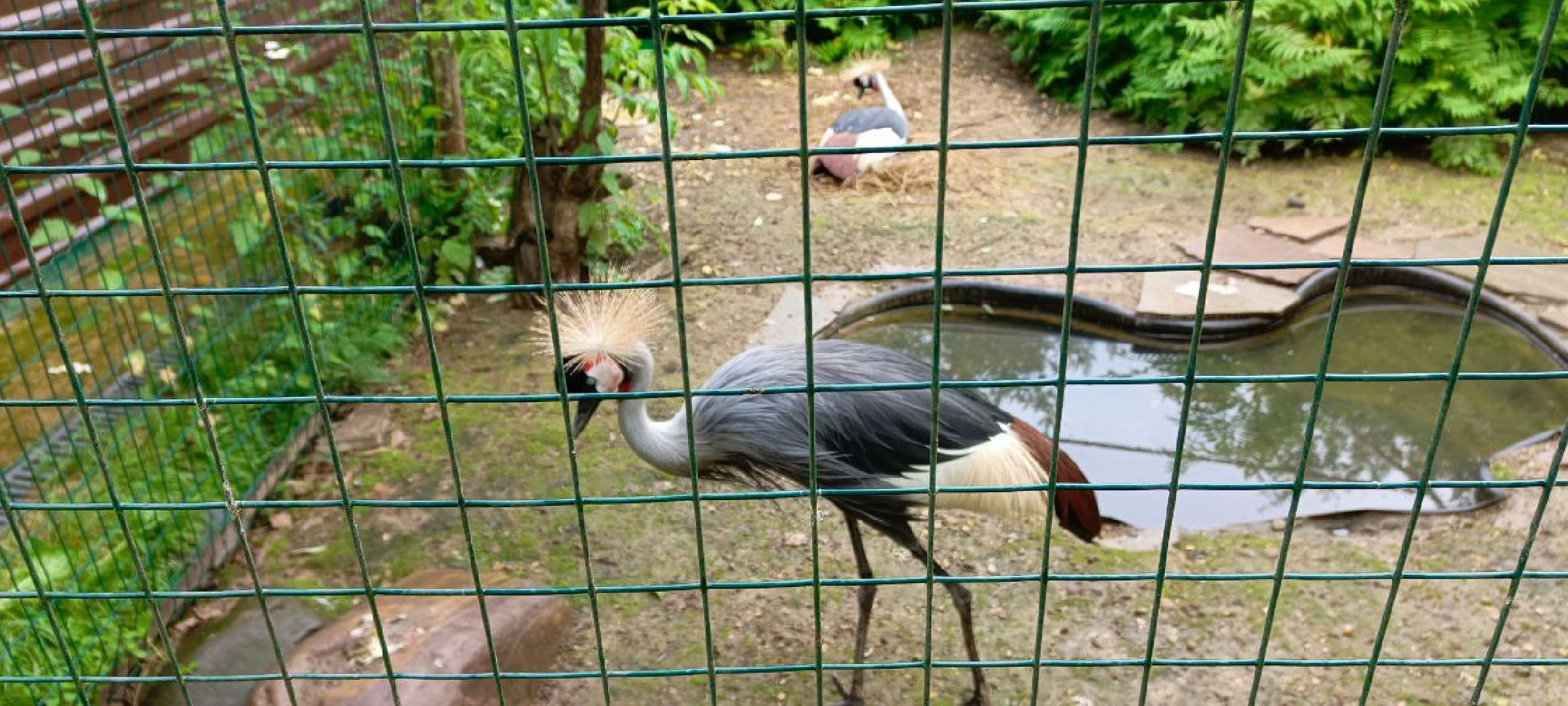 Дмитров, Центр реабилитации животных,