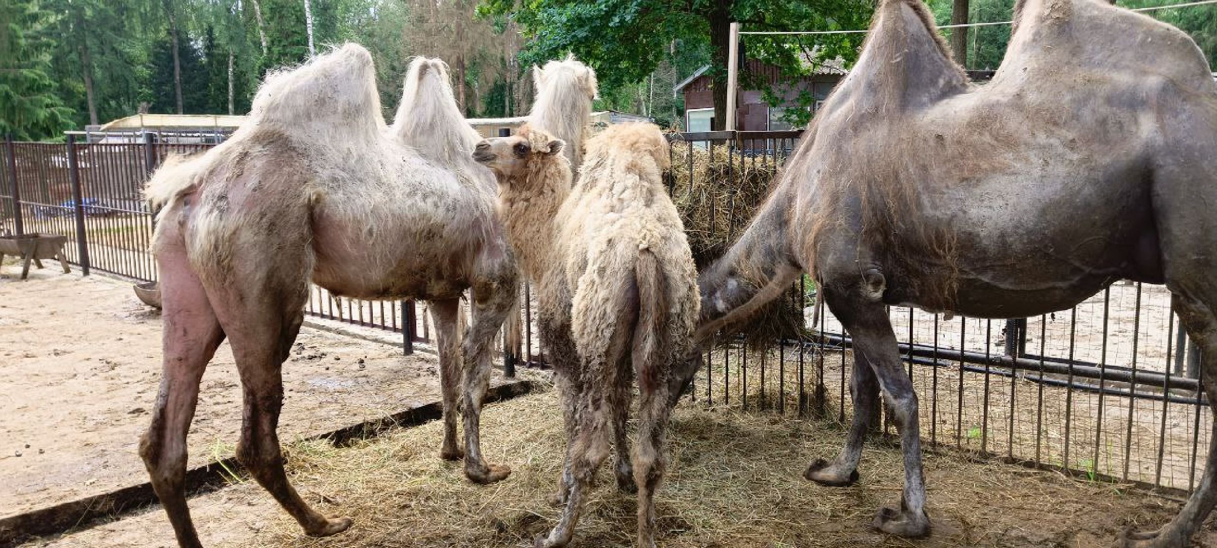 Дмитров, Центр реабилитации животных,