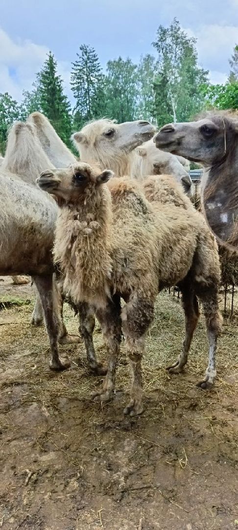 Дмитров, Центр реабилитации животных,