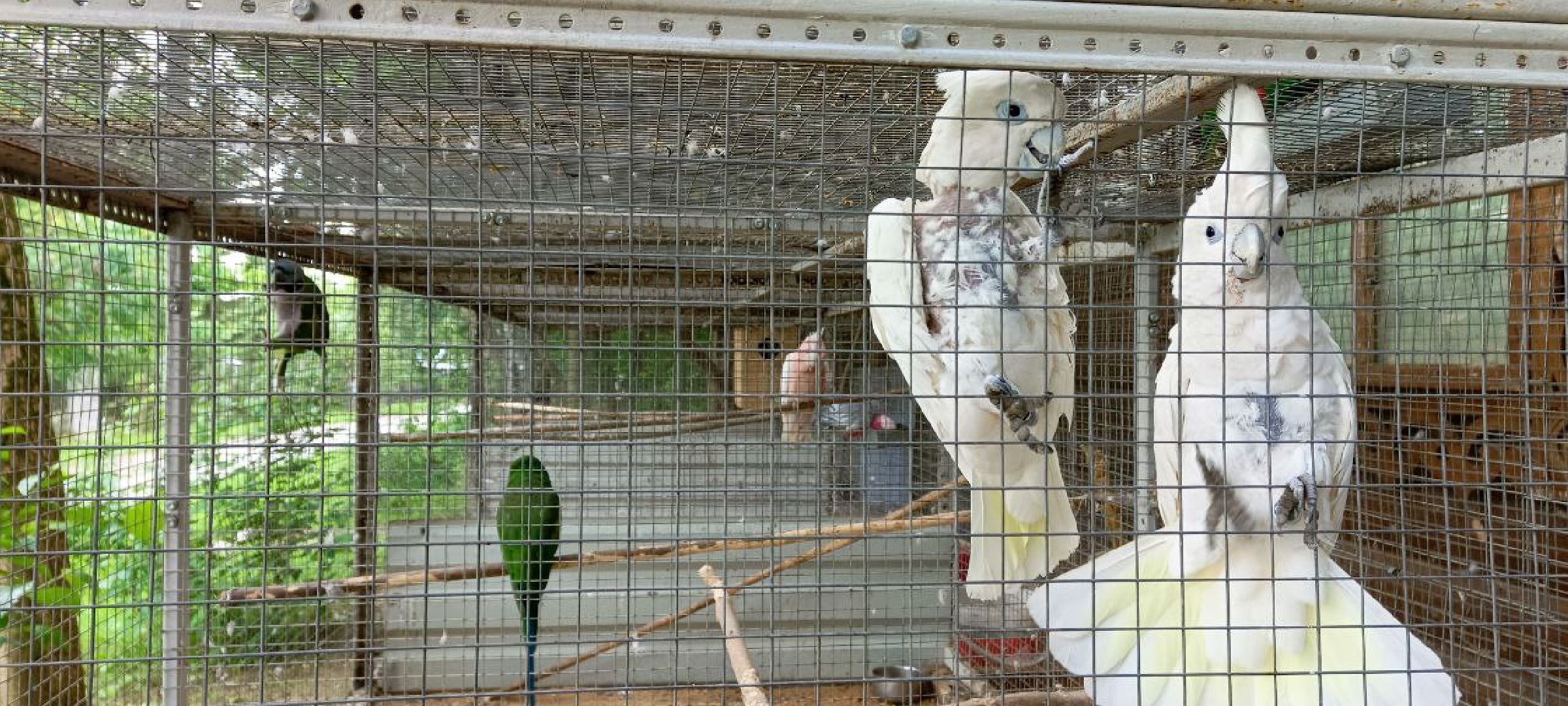 Дмитров, Центр реабилитации животных,