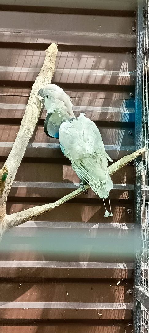 Дмитров, Центр реабилитации животных,