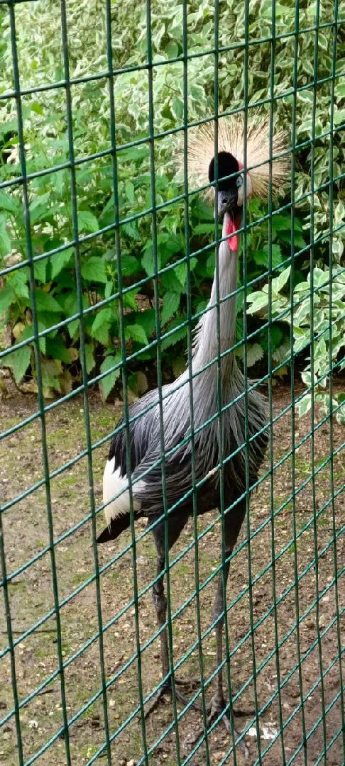 Дмитров, Центр реабилитации животных,