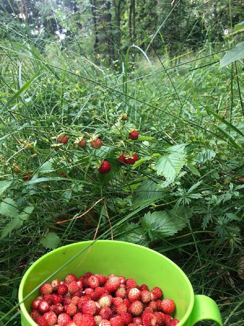 земляника, ягодный сезон, лес, Бисерово, Богородский городской округ,