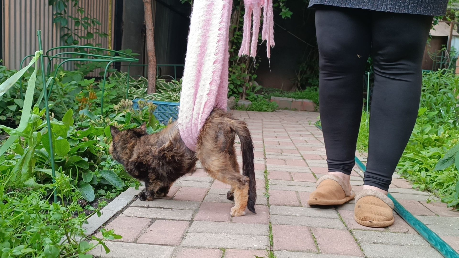 кошка, лобня, благотворители,