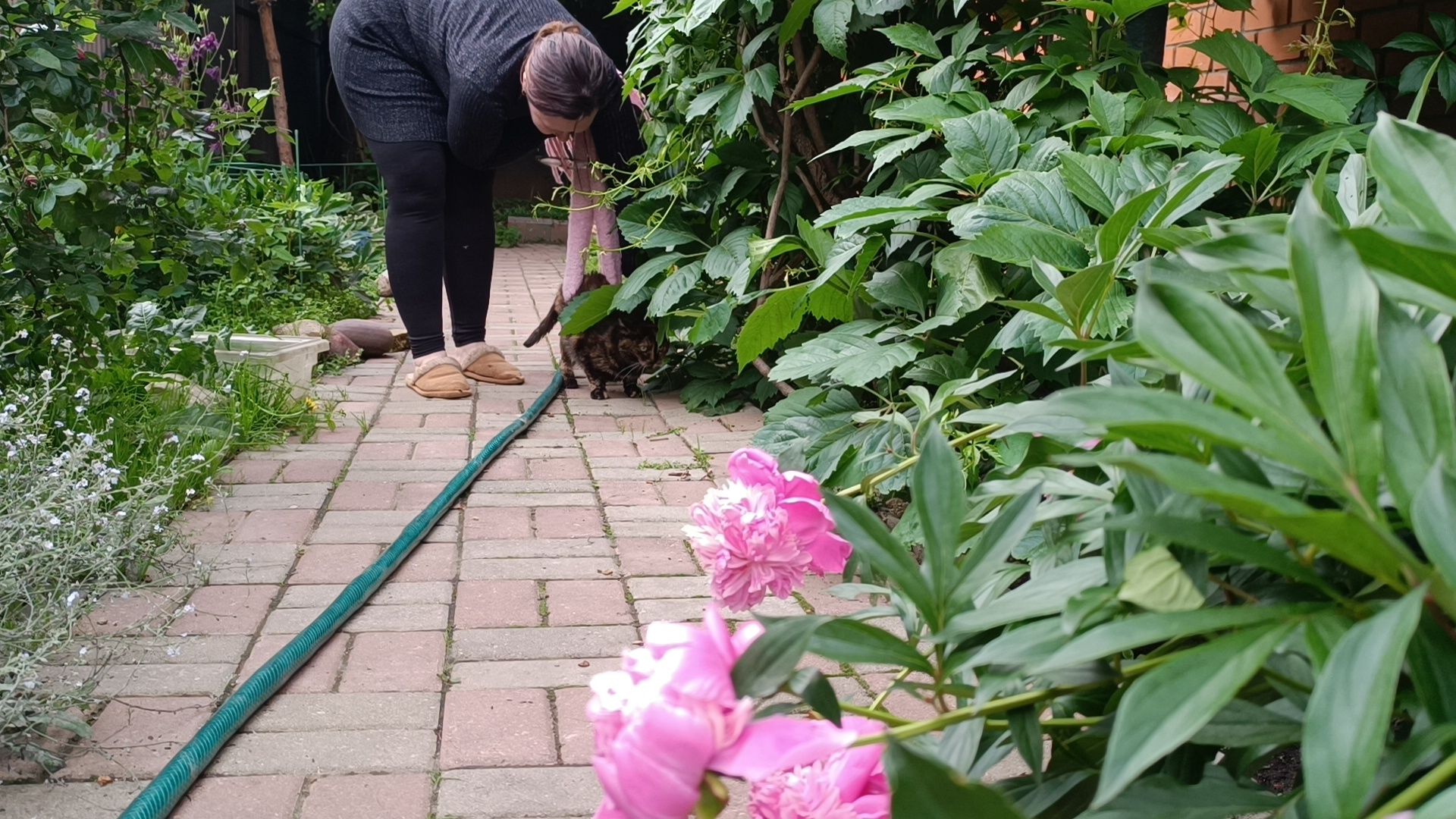 кошка, лобня, благотворители,