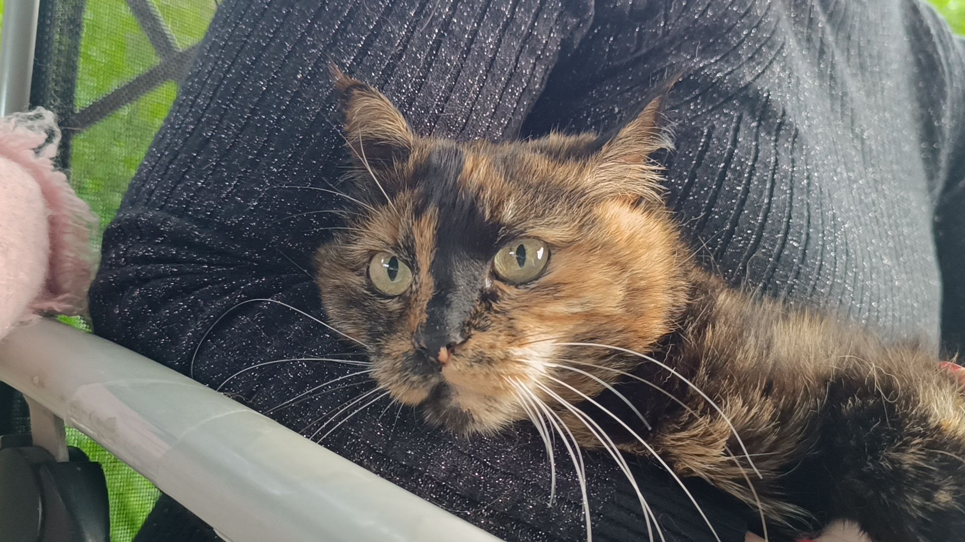 кошка, лобня, благотворители,