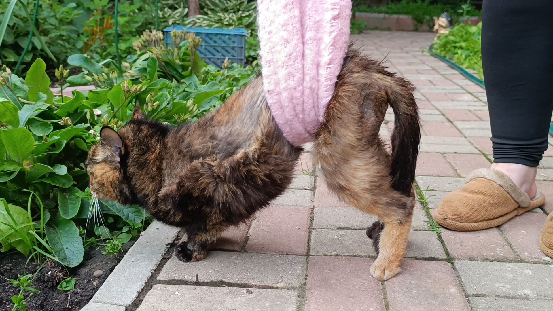 кошка, лобня, благотворители,