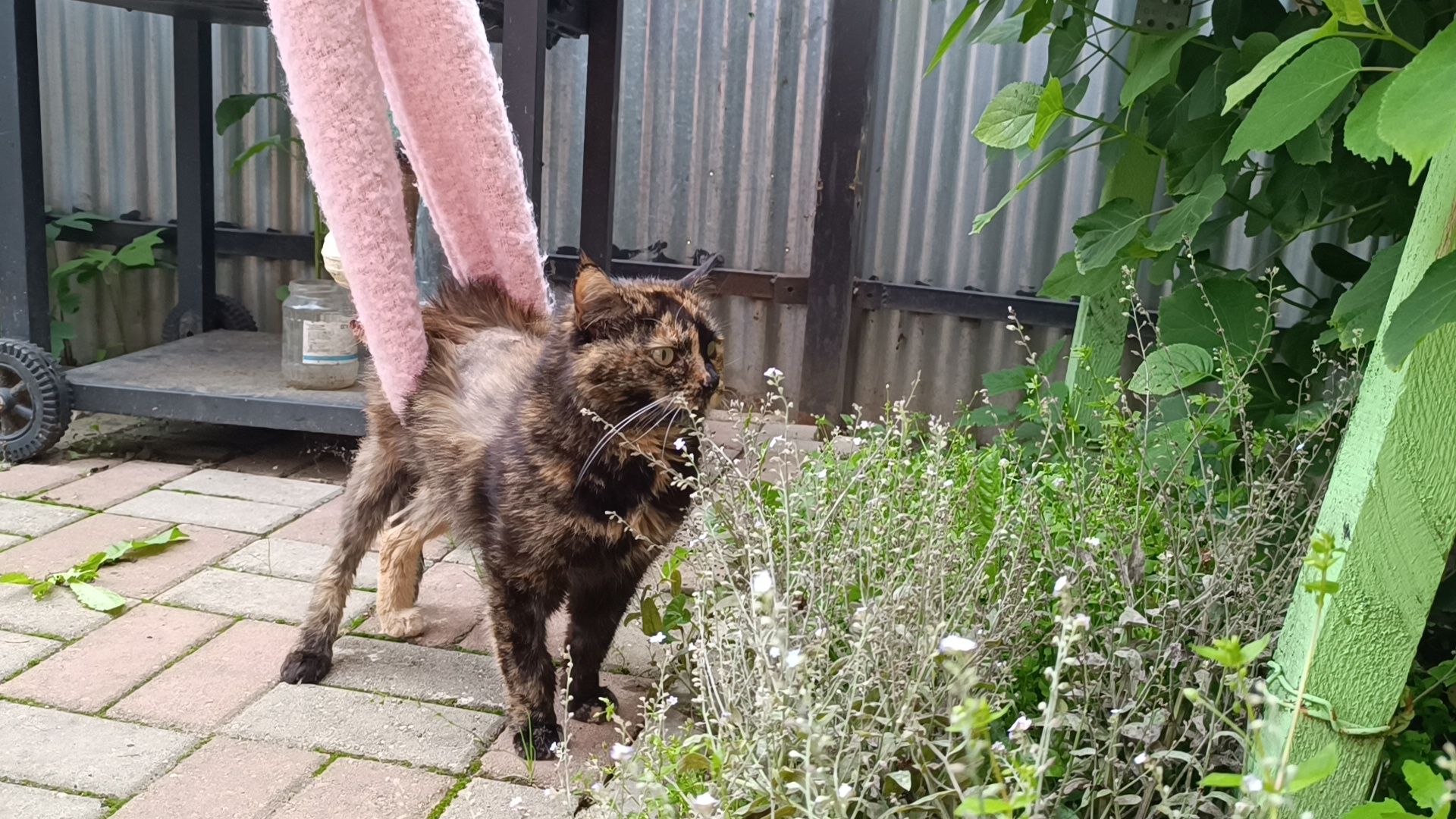 кошка, лобня, благотворители,