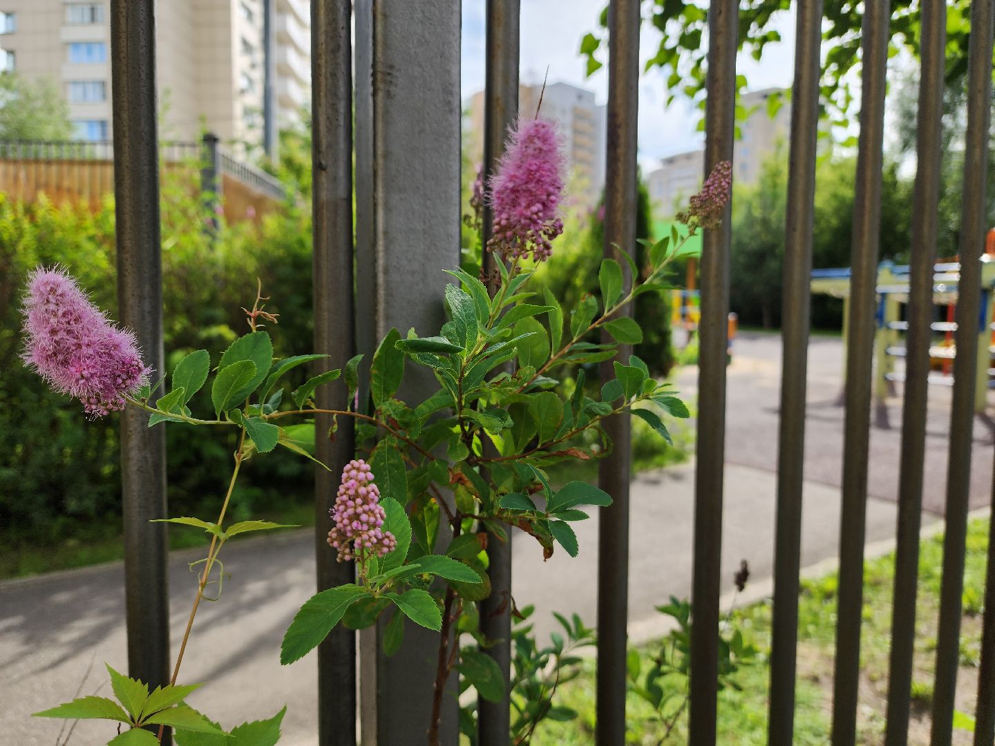 Глава Красногорска, Павшинская пойма, благоустройство дворов,