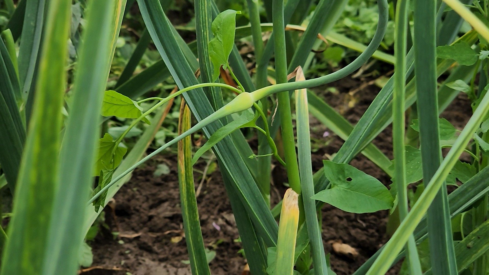 ступино, агрообразование, образование подмосковья,