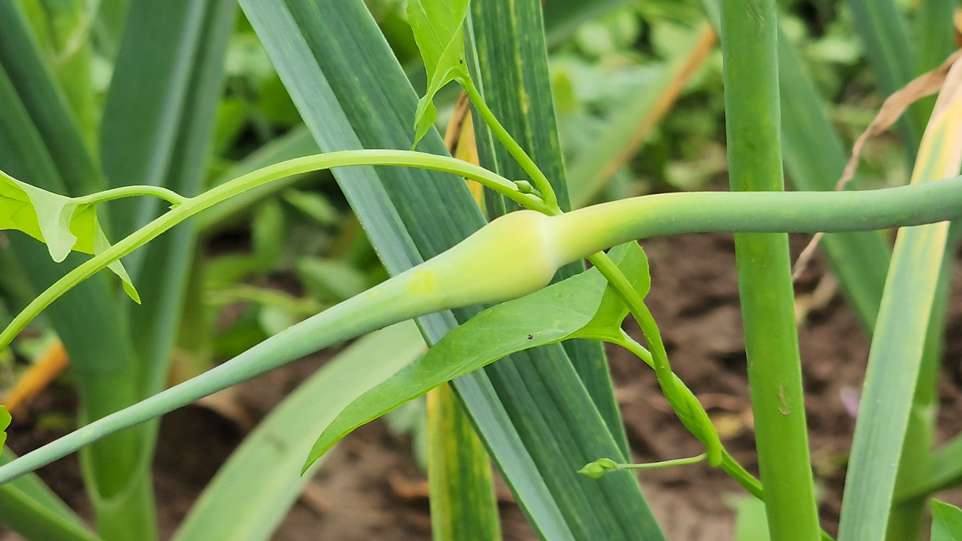 ступино, агрообразование, образование подмосковья,
