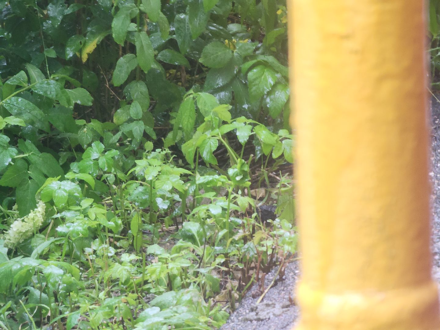 Звенигород, благоустройсво, Теплосети,