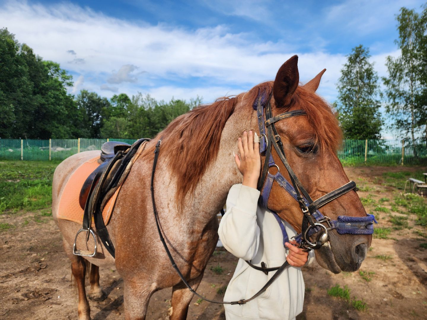 красноармейск, г.о. пушкинский, верховая езда, конный клуб,