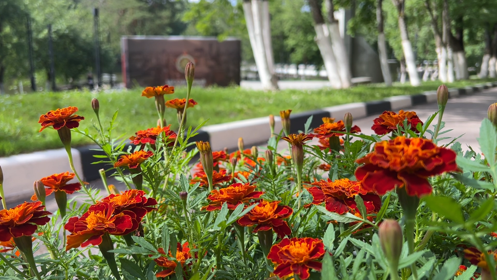 день памяти и скорби, Власиха сквер Жукова, Свеча памяти во Власихе, благоустройство сквера во Власихе, Памятник Жукову во Власихе,