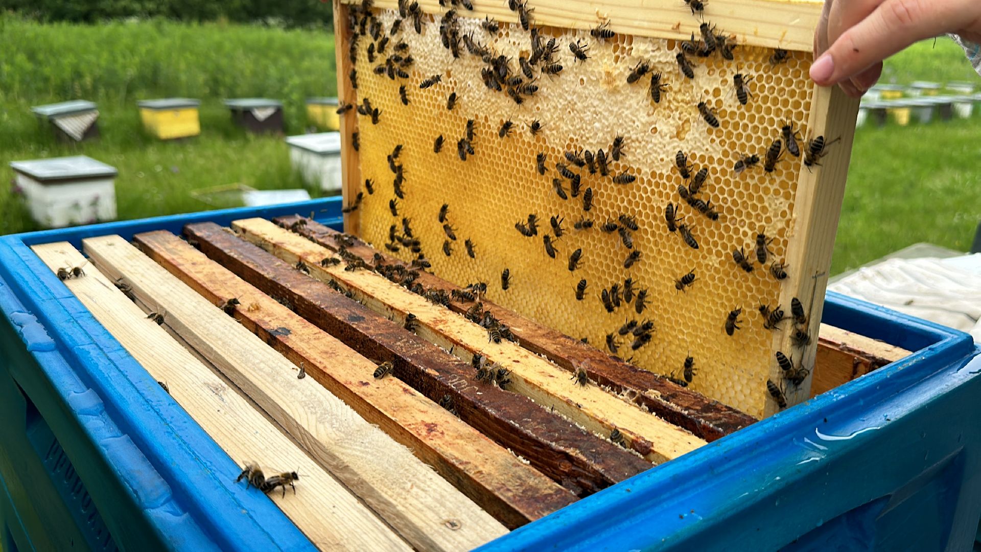 Клин, общество, экономика, фермеры, пчелы,