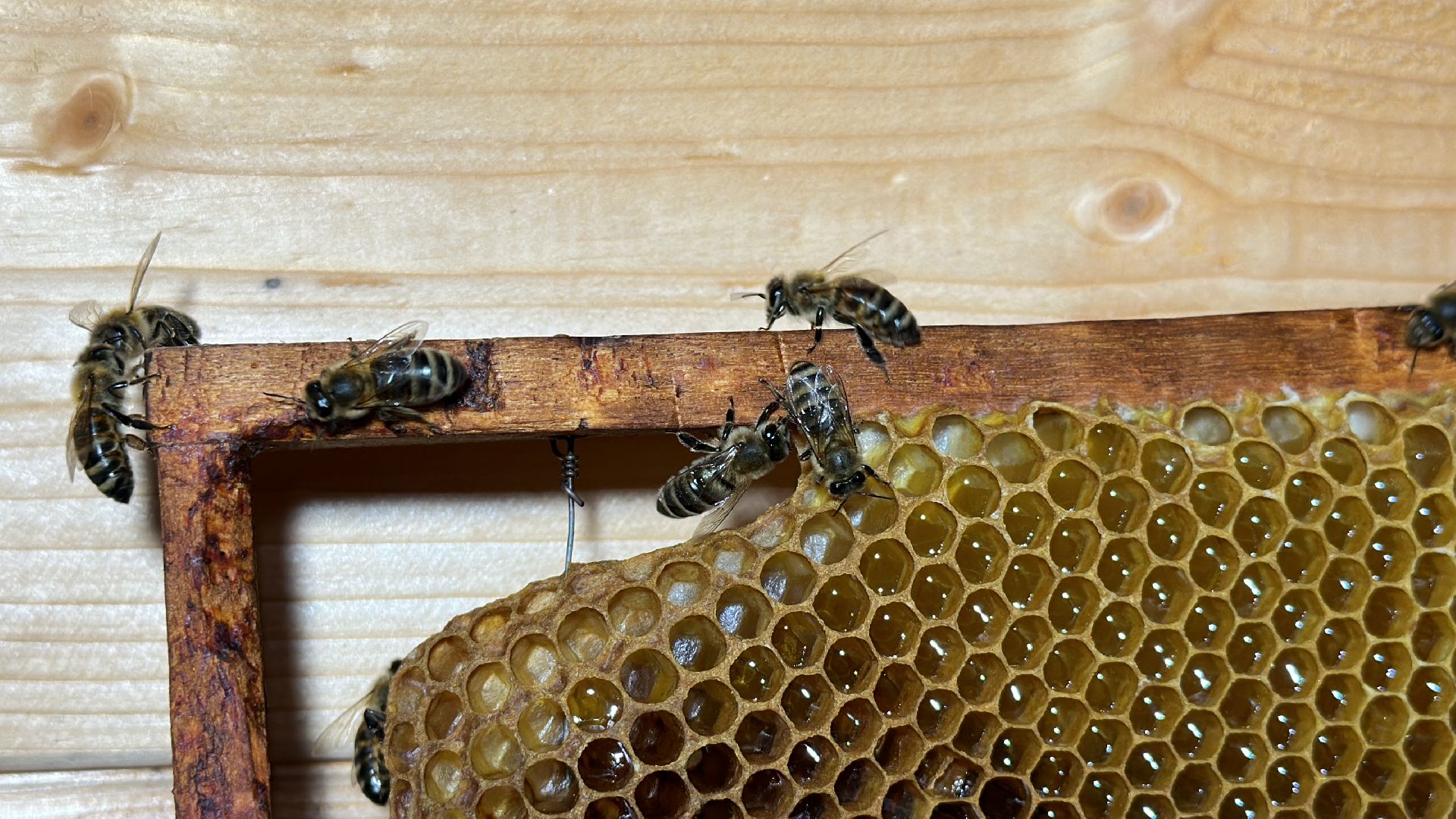 Клин, общество, экономика, фермеры, пчелы,