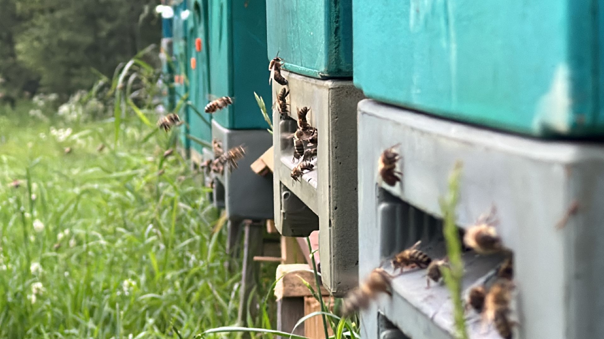 Клин, общество, экономика, фермеры, пчелы,