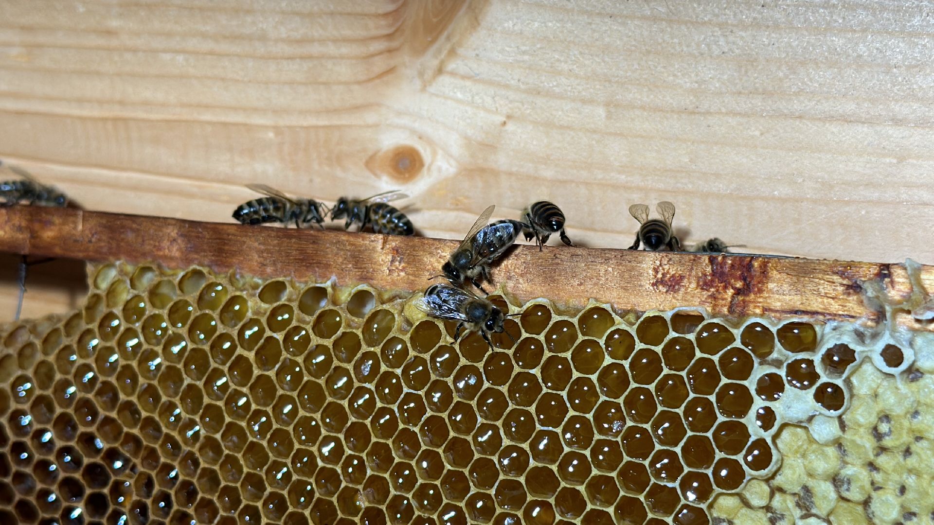 Клин, общество, экономика, фермеры, пчелы,