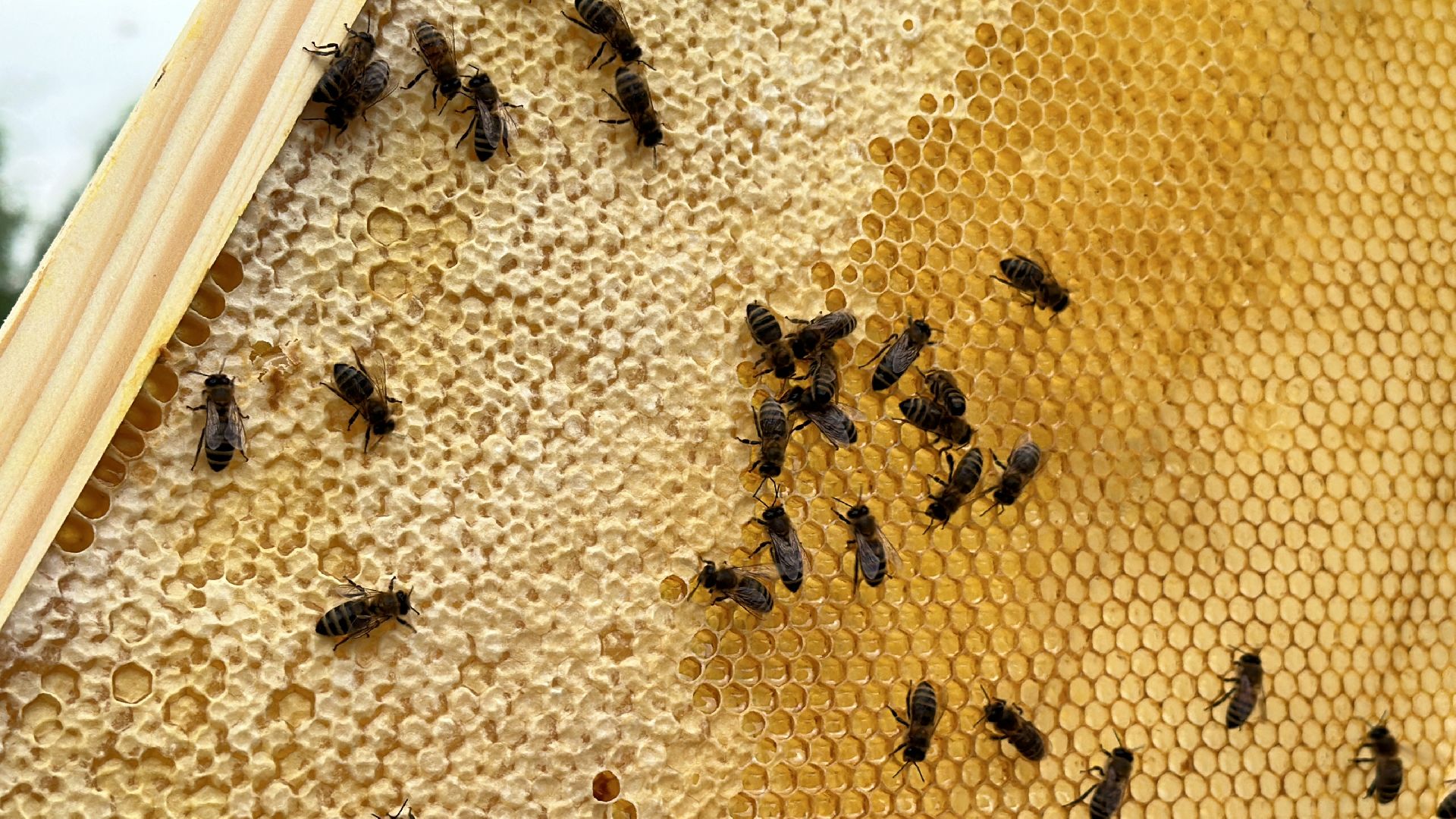 Клин, общество, экономика, фермеры, пчелы,