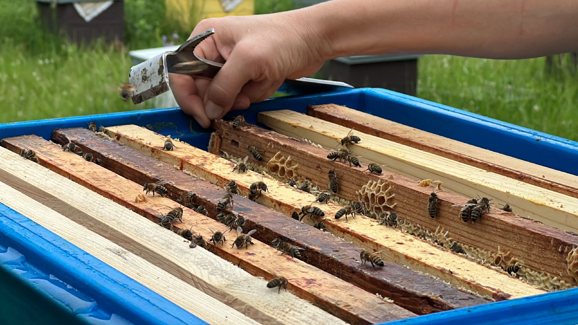 Клин, общество, экономика, фермеры, пчелы,