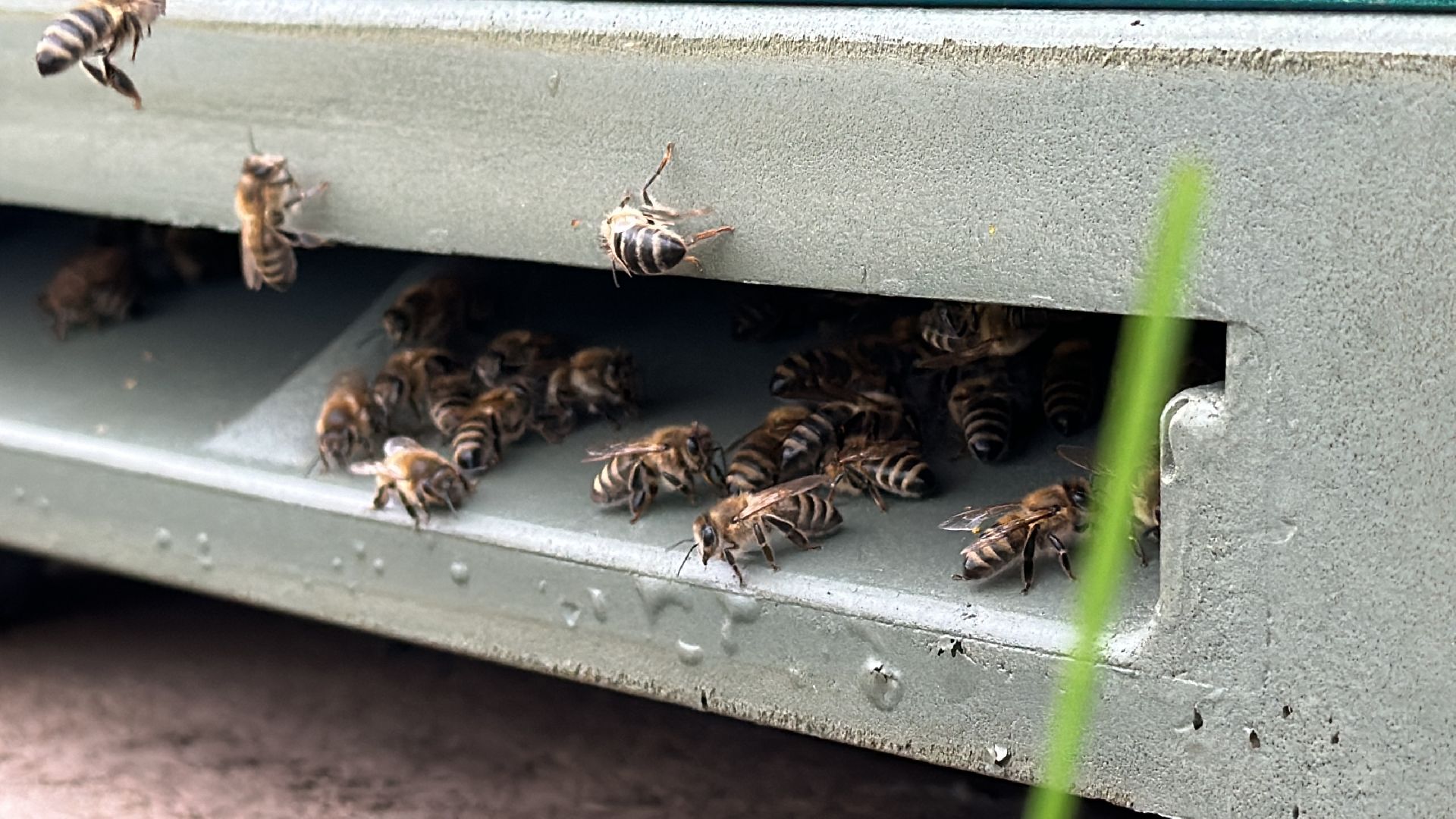 Клин, общество, экономика, фермеры, пчелы,