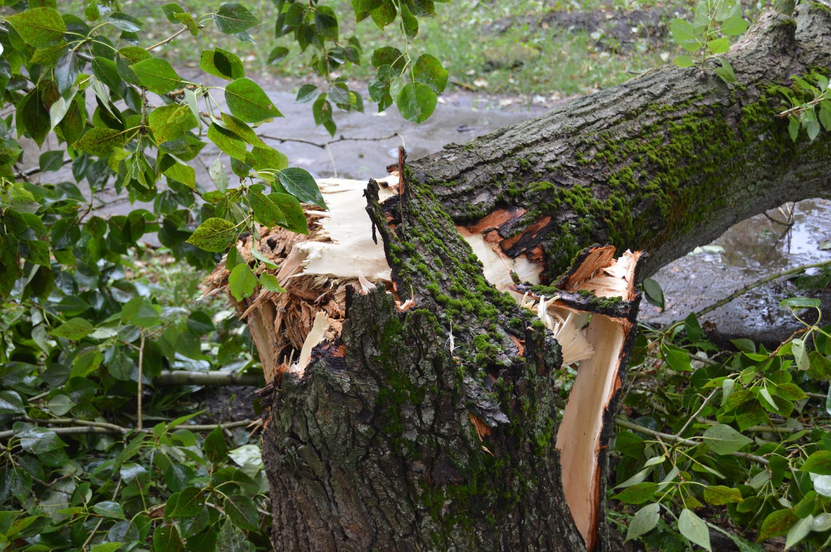 ЧП, шатура, тропический ливень, погода,