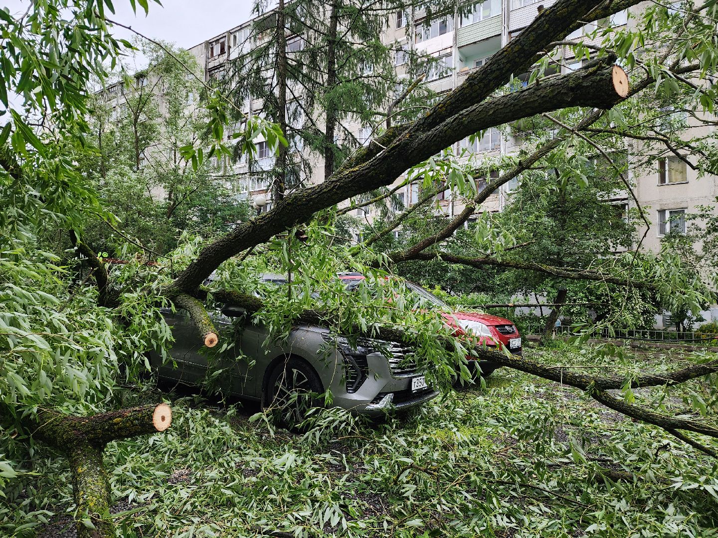 ураган, красногорск, чернево, падение деревьев, ливень,