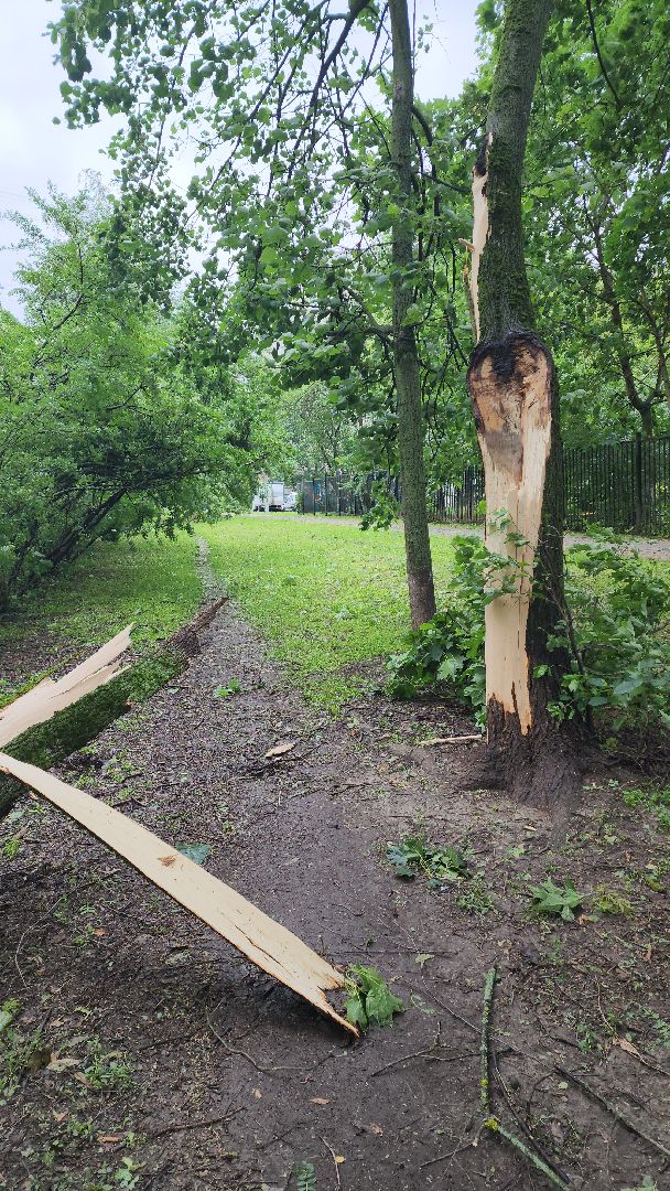 ураган, красногорск, чернево, падение деревьев, ливень,