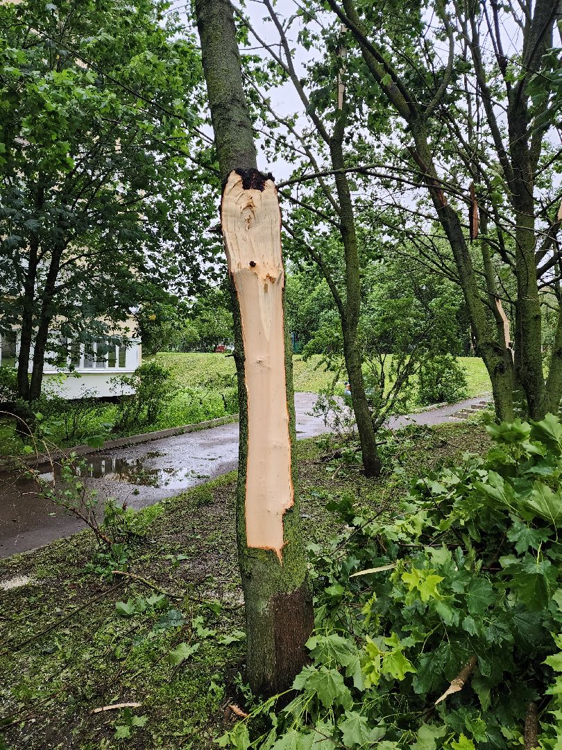 ураган, красногорск, чернево, падение деревьев, ливень,