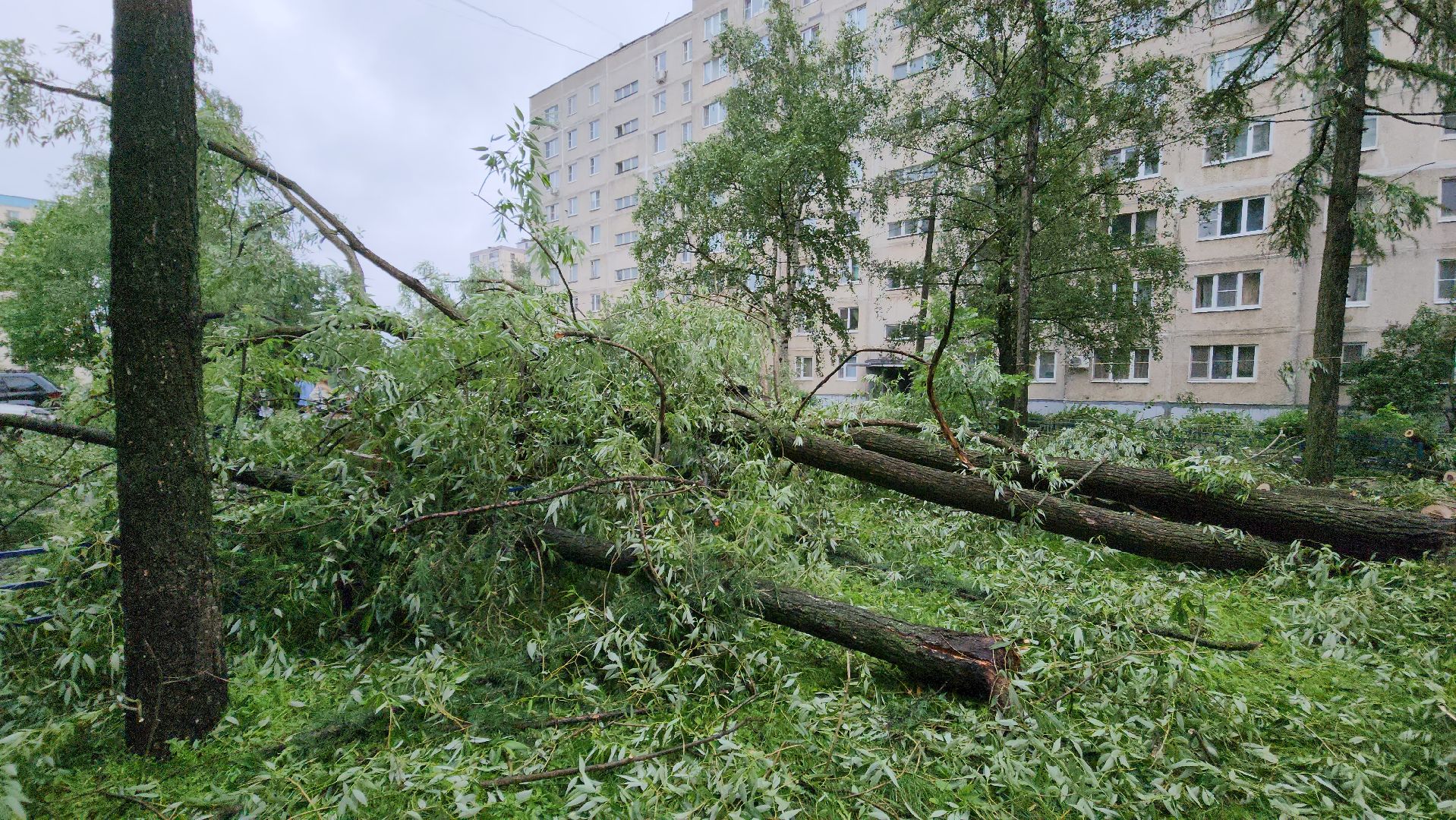 ураган, красногорск, чернево, падение деревьев, ливень,