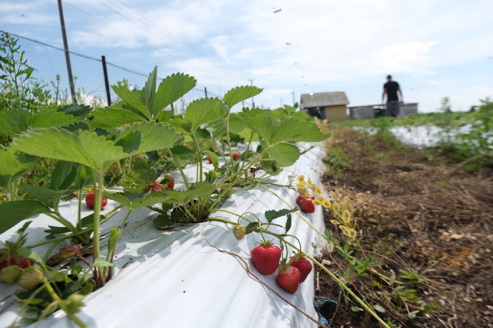 серпухов, пущино, сельское хозяйство, ягодная ферма,