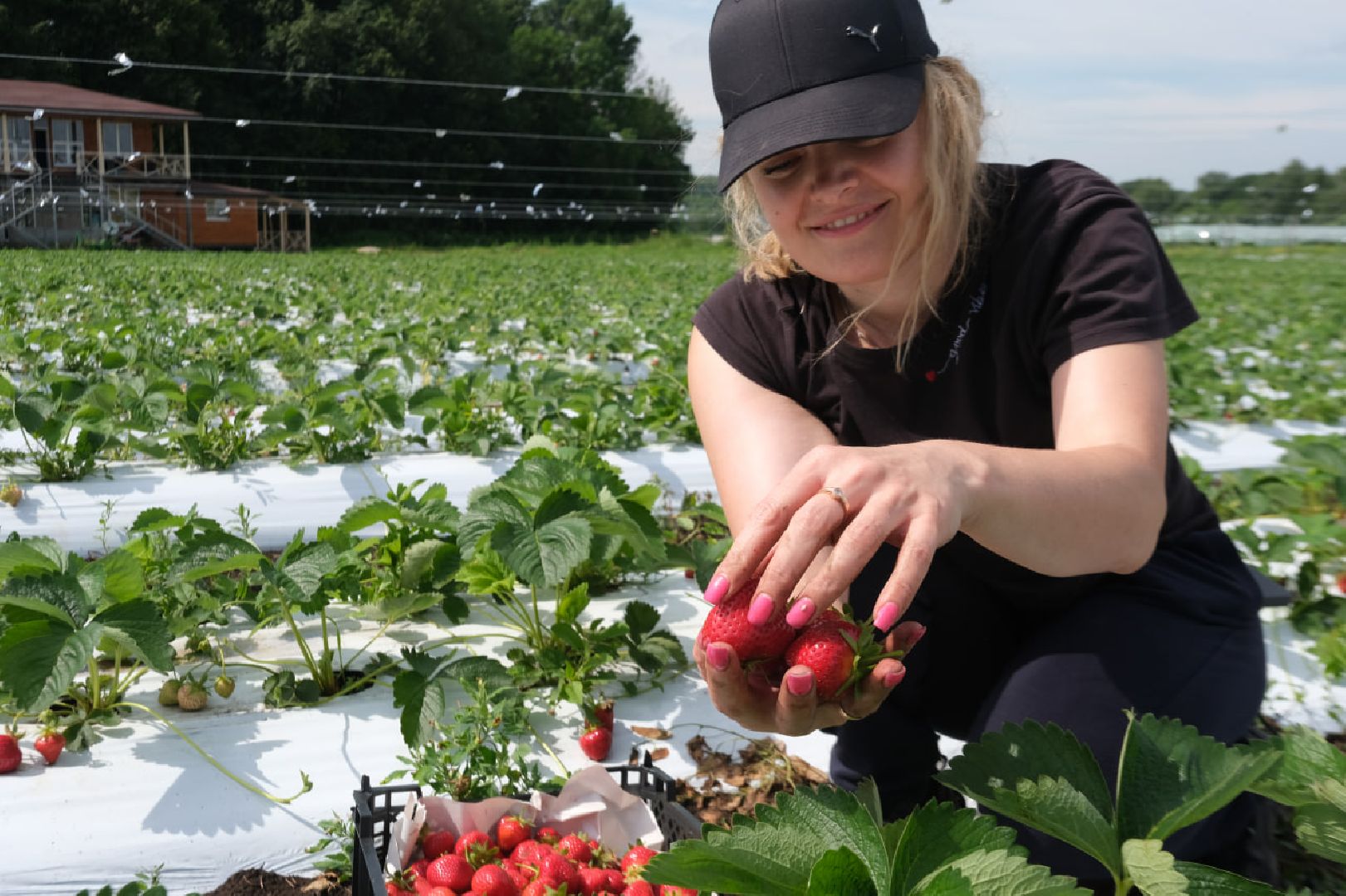 серпухов, пущино, сельское хозяйство, ягодная ферма,