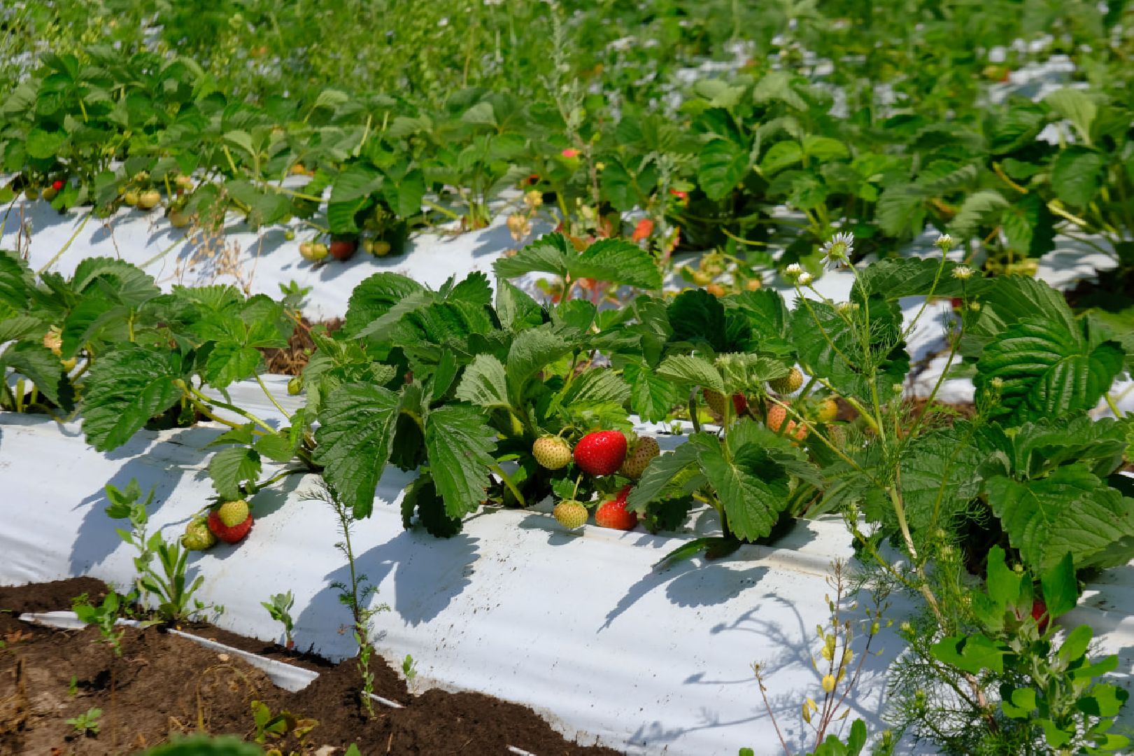 серпухов, пущино, сельское хозяйство, ягодная ферма,