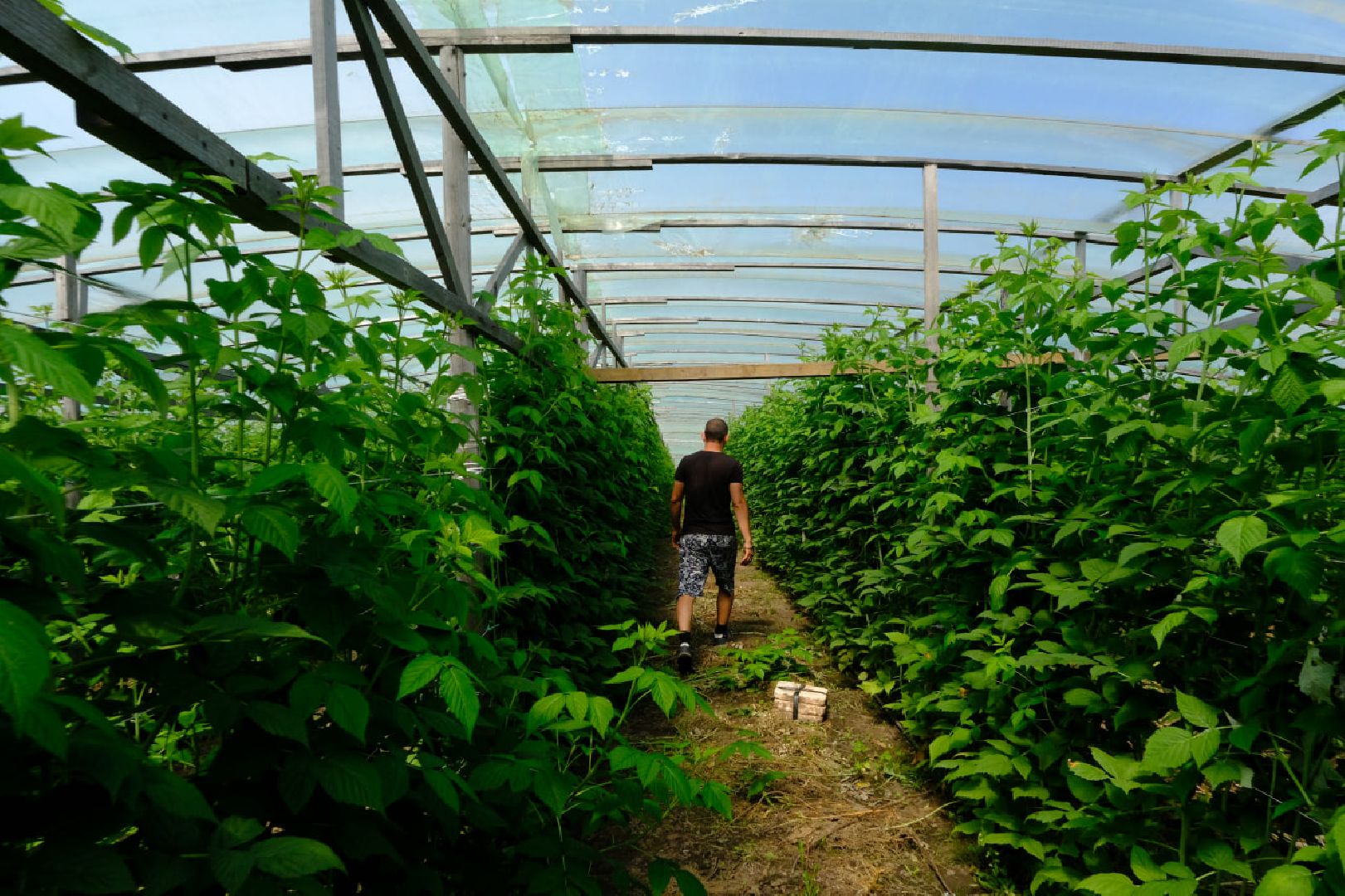 серпухов, пущино, сельское хозяйство, ягодная ферма,