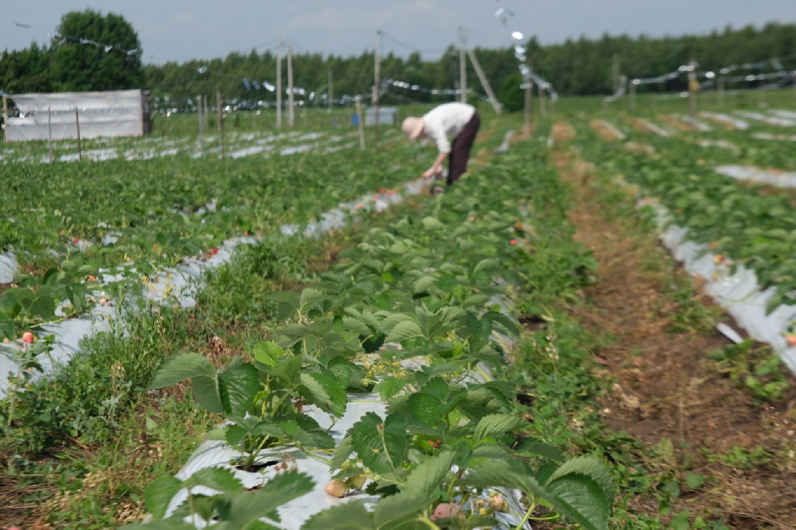 серпухов, пущино, сельское хозяйство, ягодная ферма,