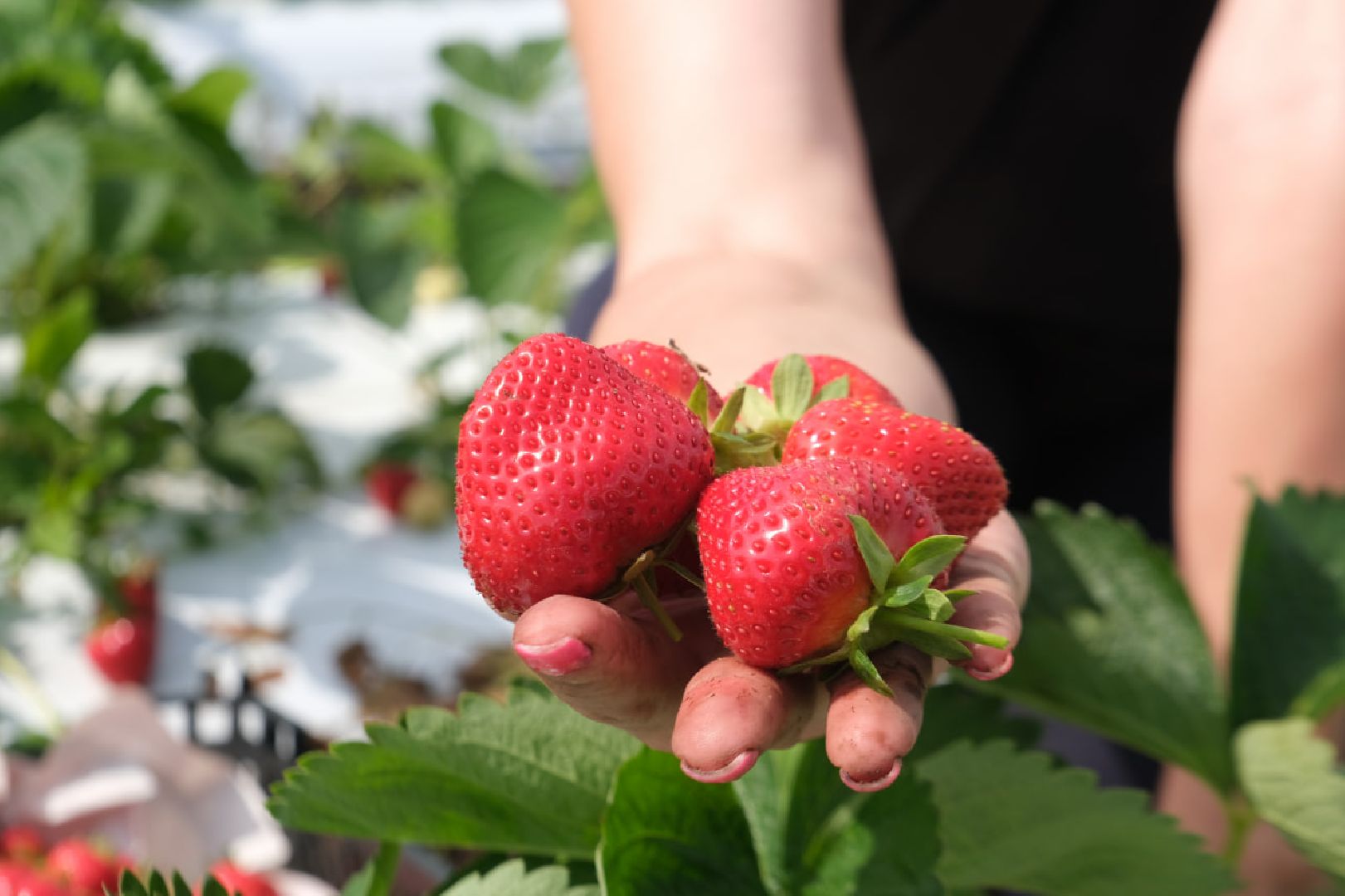 серпухов, пущино, сельское хозяйство, ягодная ферма,