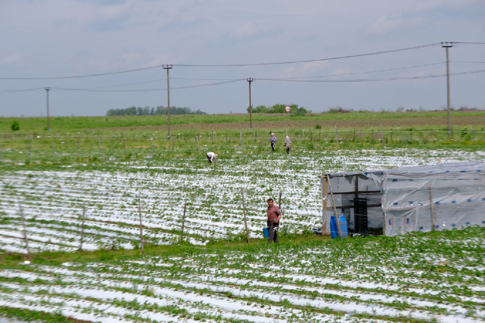 серпухов, пущино, сельское хозяйство, ягодная ферма,