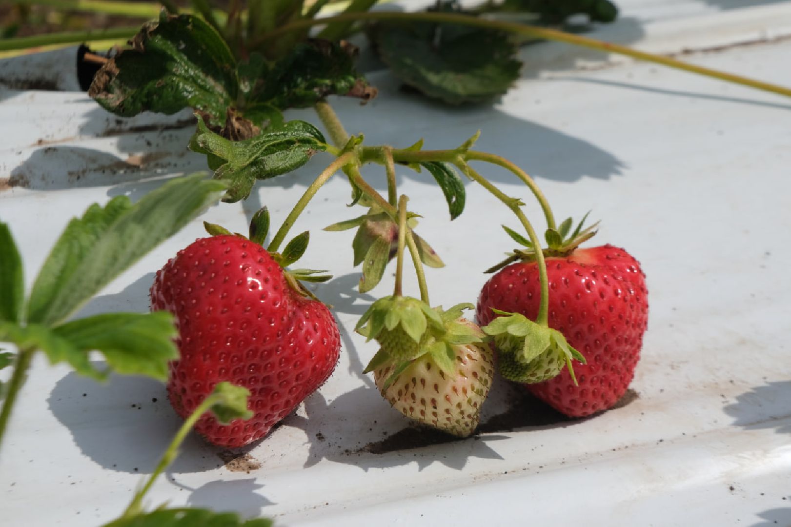 серпухов, пущино, сельское хозяйство, ягодная ферма,